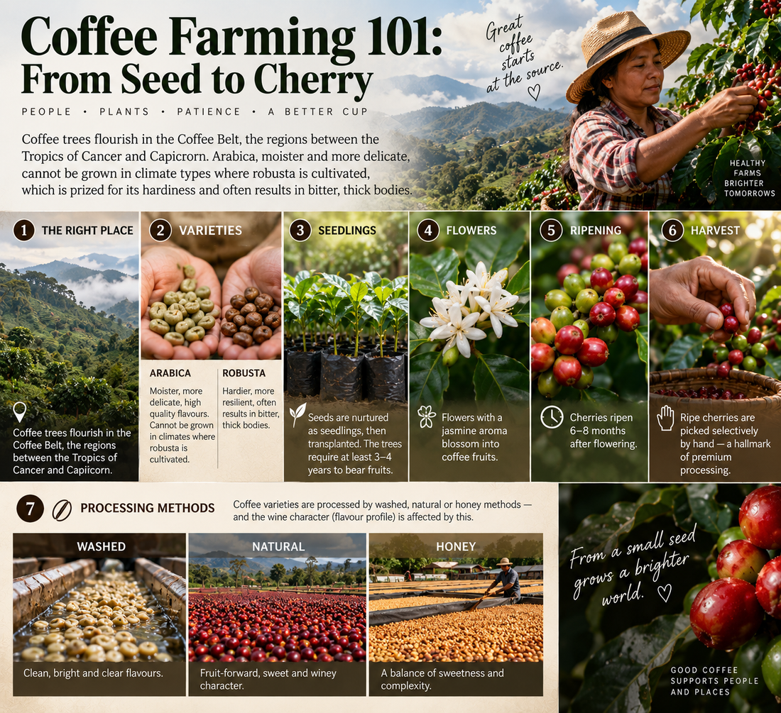 Coffee Farming 101: From Seed to Cherry